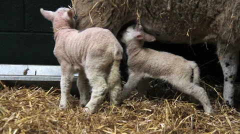 New born lambs in a barn Stock Footage 47488728
