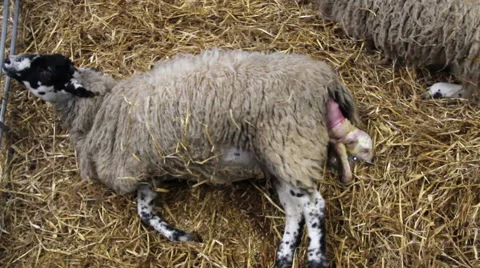 New born lambs in a barn Stock Footage 47488765