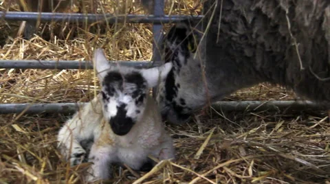 New born lambs in a barn Stock Footage 47488930