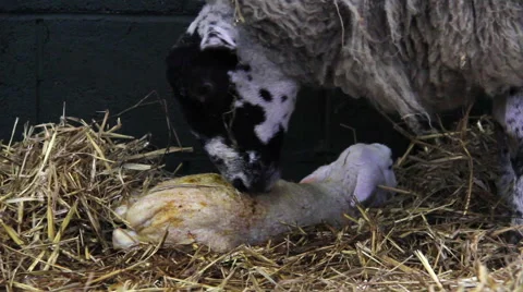 New born lambs in a barn Stock Footage 47489076