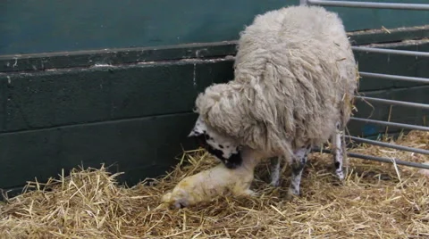 New born lambs in a barn Stock Footage 47489082