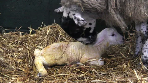 New born lambs in a barn Stock Footage 47489092