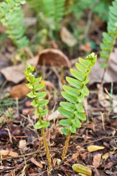 New-born leaf on the ground Stock Photos