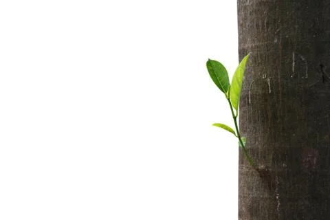 New born leaf of jack fruit tree Photos