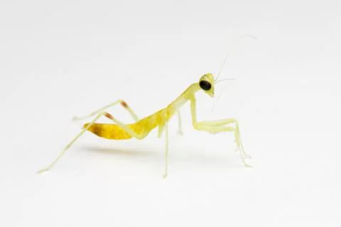 New born mantis Stock Photos