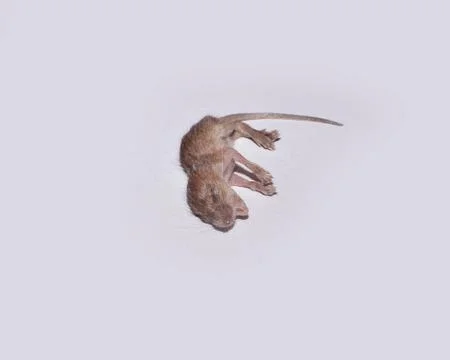 New Born Mouse Foto stock