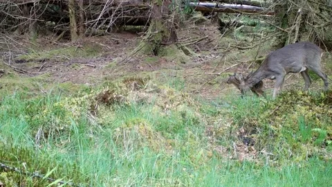New born Red Deer Bambi gets a wash from mum. Isle of Skye Stock-Footage 247140904