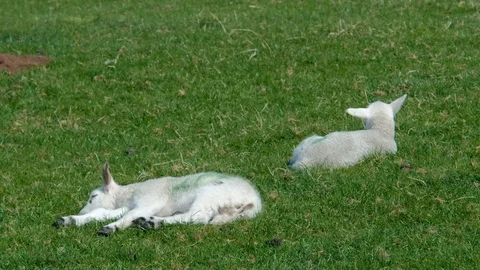 New born spring lambs on the scottish countryside Stock Footage 90511068