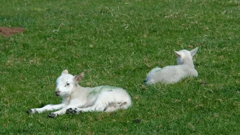 New born spring lambs on the scottish countryside Stock Footage 90511205