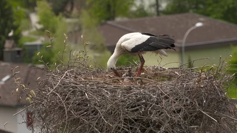 New born storks Video stock 82643657