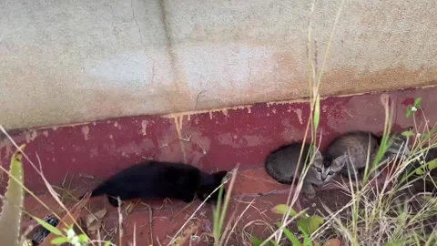 New born stray indie kittens playing in a dirty terrace Stock Footage 341859495