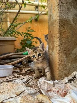 New born stray indie kittens playing in a dirty a terrace Stock Photos