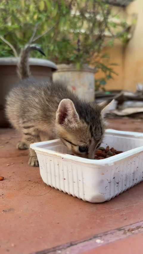 New born stray kitten trying to eat food with mother cat Stock Footage 331419131