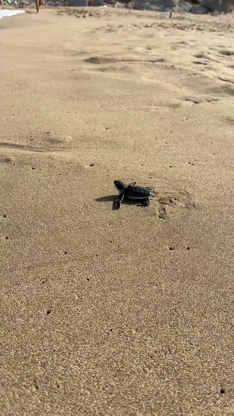 New born turtle running through the beach to the sea in Cyprus, vertical 스톡 동영상 315883114