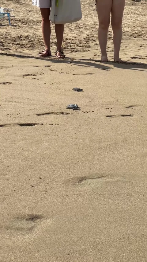 New born turtle running through the beach to the sea in Cyprus, vertical Stock Footage 315883118