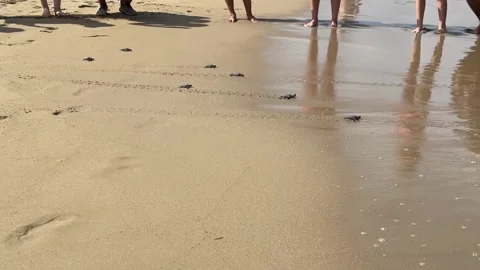 New born turtle running through the beach to the sea in Cyprus Stock Footage 315883129