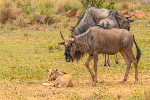 A new born wildebeest calf (Connochaetes taurinus) with mother and herd. Stock Photos