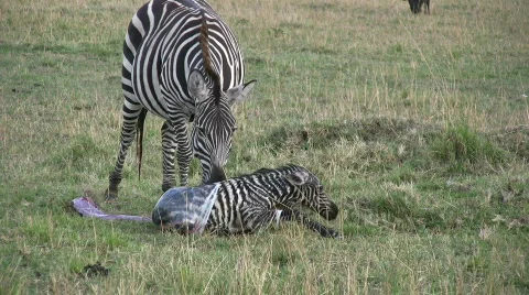 New born zebra 4 Stock Footage