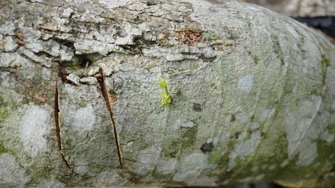 New Branch Growing on a Tree Stock Photos