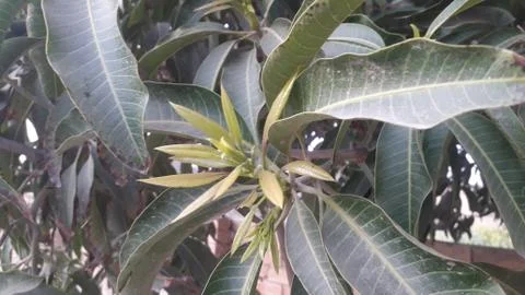 This is new branche of mango tree with leafs Stock Photos