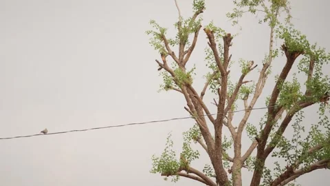 New branches and leaf on a cutted tree, new  branches on a cutted tree, Stock Footage 284441246