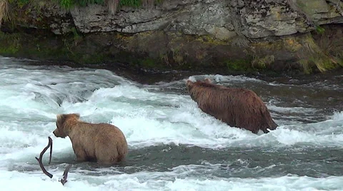 New Brown Bear Upsets Two Bears Already Fishing For Salmon Stock Footage 51264561