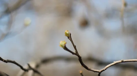 New bud and old fruit. Stock Footage 35684078