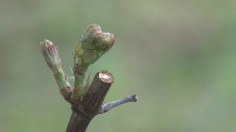 New bud on the vine Stock-Footage 49967295