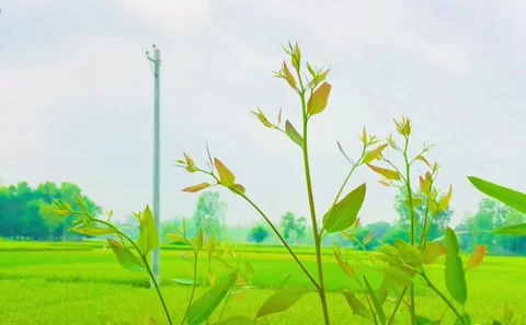 New Buds Rise Over Fields of Green Stock Footage 307951097
