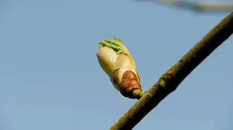 New buds on tree, tracking Video stock 49390553