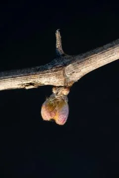 New bug and leaves sprouting at the beginning of spring on a trellised vine g Stock-Fotos