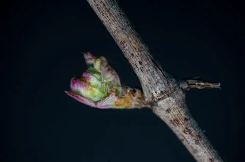 New bug and leaves sprouting at the beginning of spring on a trellised vine g Foto stock