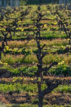 New bug and leaves sprouting at the beginning of spring on a trellised vine g Foto stock