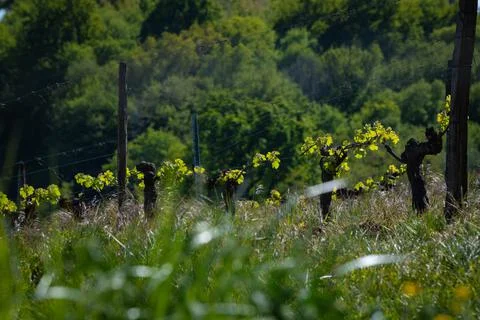 New bug and leaves sprouting at the beginning of spring on a trellised vine Foto stock