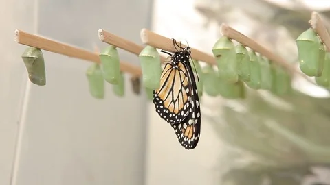New butterfly Stock Footage 78239543