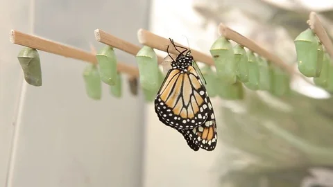 New butterfly Stock Footage 78239598