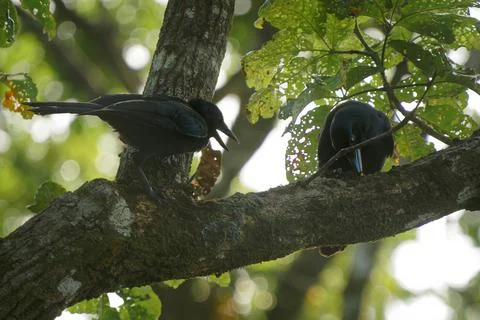 New Caledonian crow (Corvus moneduloides) perched on branch in tropical for.. Foto stock