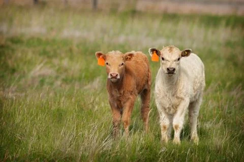 New calves Stock Photos