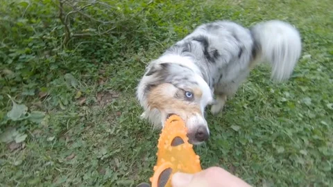 New camera perspective: playing fetch with Australian Shepherd sheepdog Stock Footage 152242807
