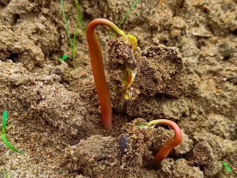 New castor sprouts from the ground Stock Photos