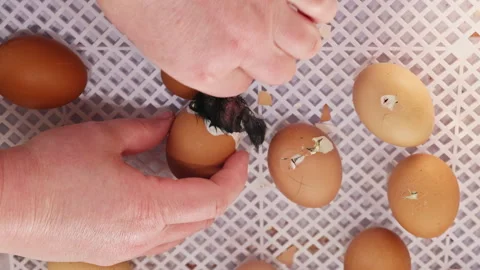 New chicks are hatching as hands support process on farm Stock Footage 336150243