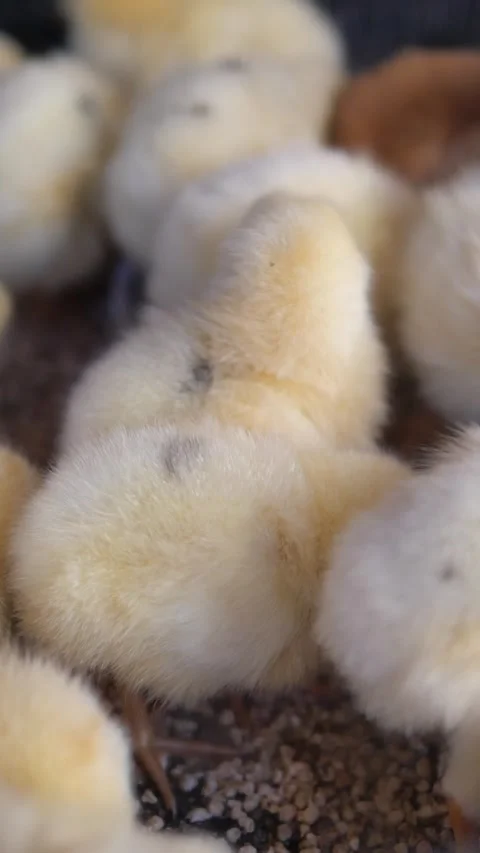New chicks hatching in a warm incubator at farm Stock Footage 330214397