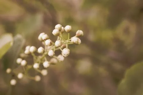 New Chokecherry Blossoms Stock Photos