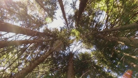 New Cinematic Looking Up At Forest With Light Beaming Through Trees 4K Stock Footage 69144506