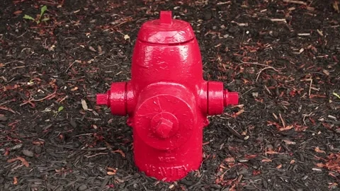 New clean red fire hydrant in dark brown black soil birch Stock Footage 249755175