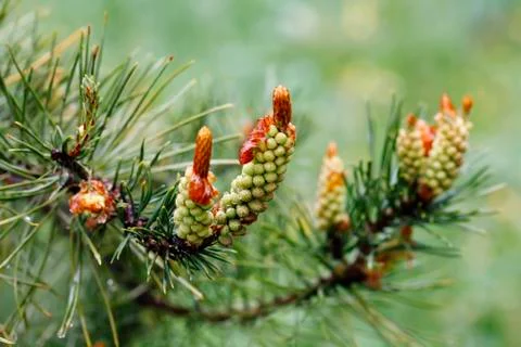 New cones on the pine tree Stock Photos
