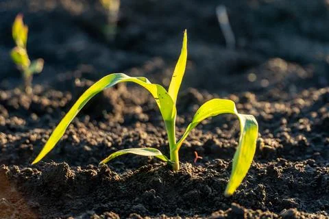 New Corn Plant Grows From Dark Soil on a Sunny Day in the Field With Other .. Stock Photos