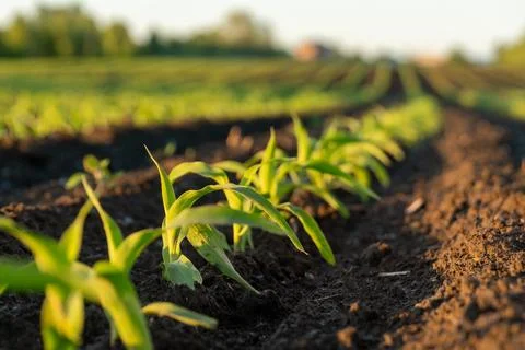 New Corn Plants Growing in Rows on a Farmland During Sunset in Summer in th.. Stock Photos