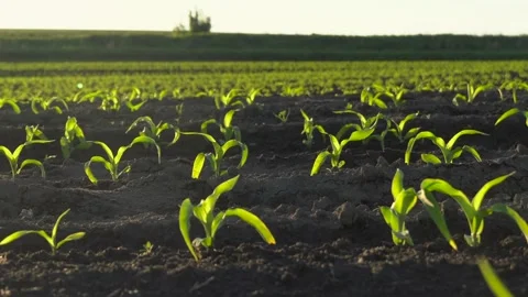 New corn plants sprout under sunlight in a green field during early morning in Stock Footage 320436658