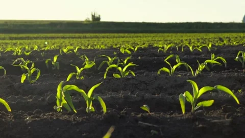 New corn seedlings grow strong in sunny fields during the spring Stock Footage 320436560